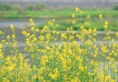 春天花卉常见病虫害防治法