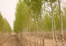 冬季苗圃管理六件事巧护理
