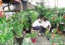 室内植物装饰成为新时尚盆景销售租赁生意旺