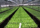 云南花卉热销海外市场出口量出口额同比增长