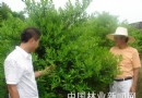 江西安福县激活林场经济发展花卉苗木种植业