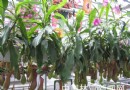 夏日多蚊 花店猪笼草热销 蚊子占几分功劳？