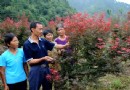 江西靖安农民回乡创办生态农庄花卉苗木致富