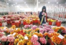 昆明拥有中国最大花卉市场——斗南花卉市场