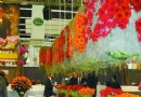 荷兰花展的启示——中国花企走向国际忌盲目